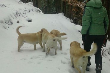 #galeria #Homer #labrador #pies #zdjęcia