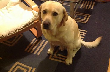 #galeria #Homer #labrador #pies #zdjęcia