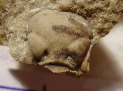 Glabella trylobita Chasmops sp. Długość okazu - 1,1 cm . Wiek : dolny ordowik – górny dewon . Data znalezienia : 2002 .