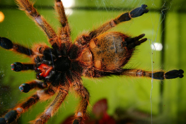 P. murinus L9