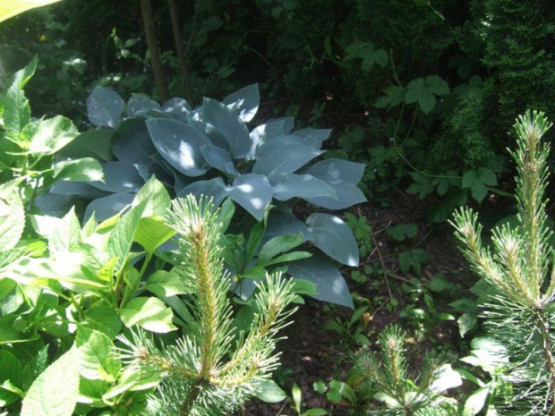 hosta Halcyon