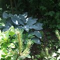 hosta Halcyon