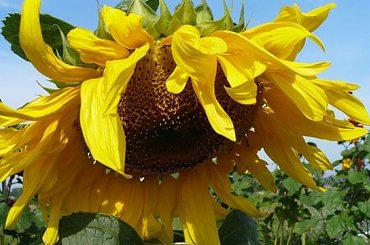 #słonecznik #rośliny #kwiat #kwiaty #natura