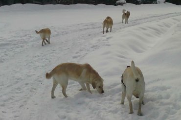 #Homer #labrador #pies #zdjęcia #galeria