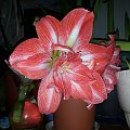 hippeastrum