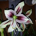 hippeastrum