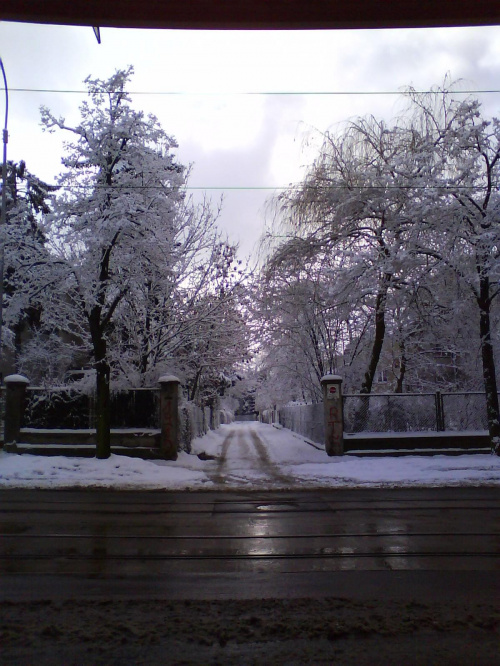 #zima #drzewa #śnieg