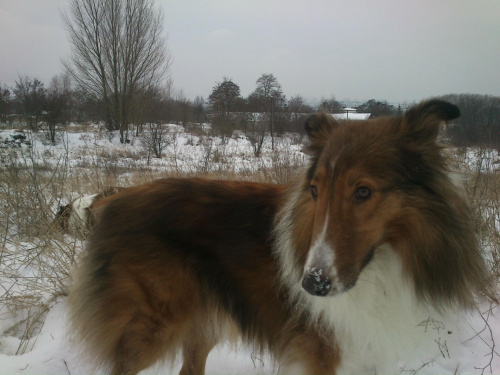 #collie