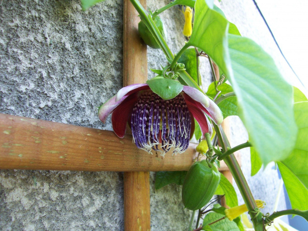 Passiflora alata