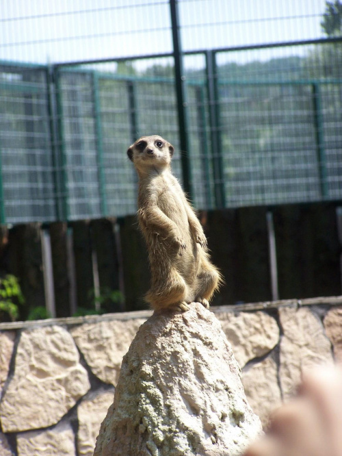 ... #surukatka #zoo