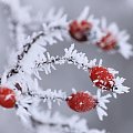 zimowe mrożonki... :D a no i serdecznie Zapraszam...http://www.facebook.com/pages/Kamil-Kasprzak-Fotografia/589255481101158?ref=hl #liść #macro #mróz #owoc #róża #szron #zima
