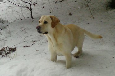 #Homer #labrador #pies #zdjęcia #galeria