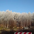 Biały las #Las #mróż #zima