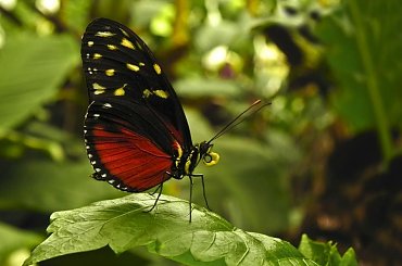 #makro #motylki #evasaltarski