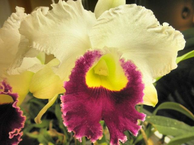 Laeliocattleya Orglade's Grand