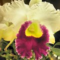 Laeliocattleya Orglade's Grand