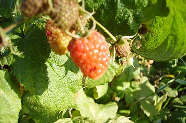 Malina #ogród #natura #rosliny #kwiatki #roslinność #roslinnosc #macro #piękno #działka #dojrzewanie #rozkwit #lato #wiosna #ciepło #owoce #drzewka #ogrod #zbiory #plony #OwoceNatury #wieś #wioska #ogródek #ogórek #ogór #woda