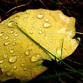 I na dobranoc.. mokry już jesienny listek ;D #liść #makro