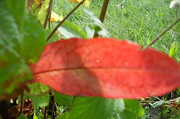 Jesień #ogród #natura #rosliny #kwiatki #roslinność #roslinnosc #macro #piękno #działka #dojrzewanie #rozkwit #lato #wiosna #ciepło #owoce #drzewka #ogrod #zbiory #plony #OwoceNatury #wieś #wioska #ogródek #ogórek #ogór #woda