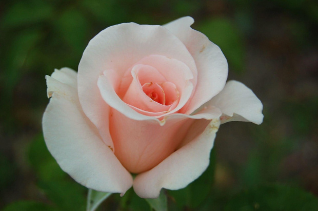 #róża #kwiat