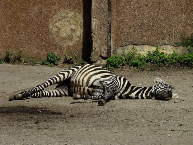 a ja śpię... #zebra #źrebak #wrocław #zoo