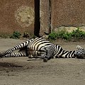 a ja śpię... #zebra #źrebak #wrocław #zoo