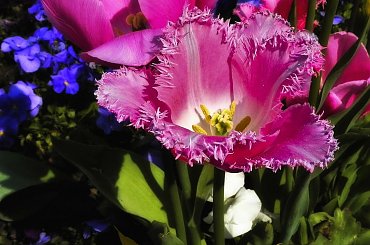 Z Najlepszymi zyczeniami dla wszystkich Kobiet... :) #tulipan #kwiat #evasaltarski