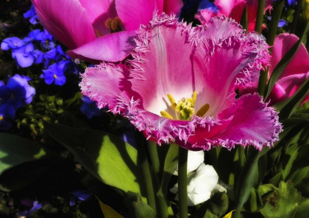 Z Najlepszymi zyczeniami dla wszystkich Kobiet... :) #tulipan #kwiat #evasaltarski
