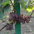 Traminer