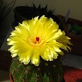 Notocactus ottonis w pełnej okazałości #NotocactusOttonis #kaktus #kwitnienie #kwiat #kwiaty