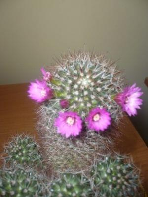 mammillaria #kaktusy #mammillaria #mamilaria