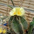 Astrophytum ornatum