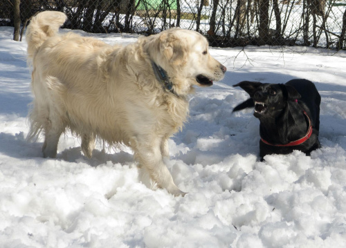zabawy na śniegu #zwierzęta #psy #pies #GoldenRetriver
