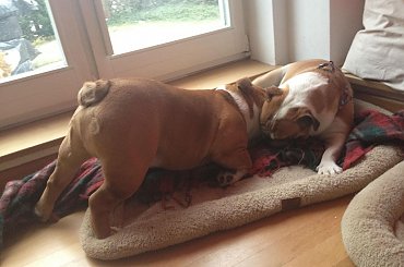 #buldog #FioletoweForum #forum