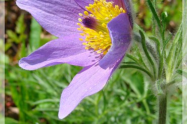 #kwiaty #ogród #sasanki #wiosna