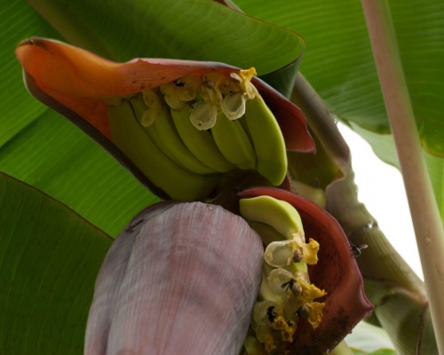 #CostaRica #kwiaty #wakacje #banany