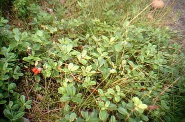 w drodze do Świecina 01-08-2009 #rower #las #Świecino #rycerz #inscenizacja #KSA