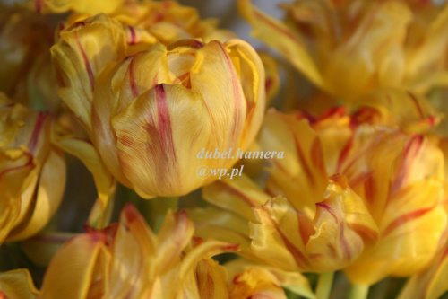 Tulipany złociste #kwiaty