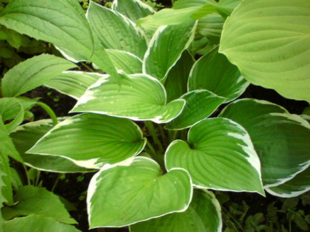 hosta