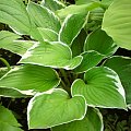 hosta