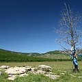 Święte drzewo #mongolia