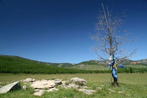 Święte drzewo #mongolia