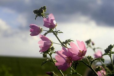 Łąki, pola, lasy przemierzone rowerem...zamiast km na liczniku...trochę nowych zdjęć :D #kwiaty #łąka #pole #przyroda #trawa #natura