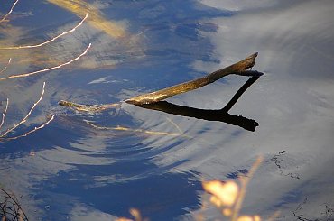 Impresje jesienne, odbicia w wodzie i kałużach #jesień #woda #jezioro #kałuże #liście #roślinki #drzewa