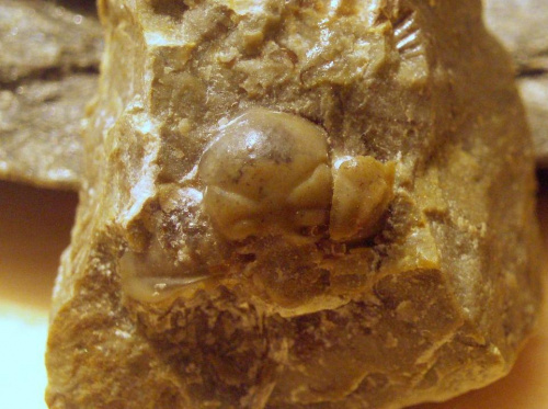 Jakiś trylobit z rodziny Acastidae . Długość okazu - 1 cm . Wiek - ? Data znalezienia : 2006 . Okazy nr 83a , 83b , 83c , 83d , 83e i 83f zostały znalezione w jednej skale.