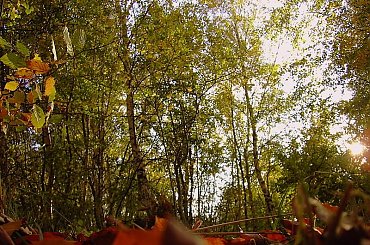 #las #drzewa #zieleń