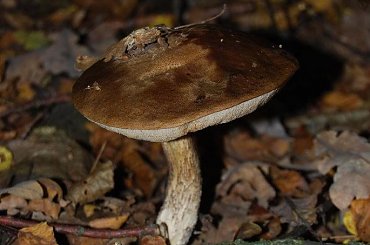 grzyby #jesień #grzyby