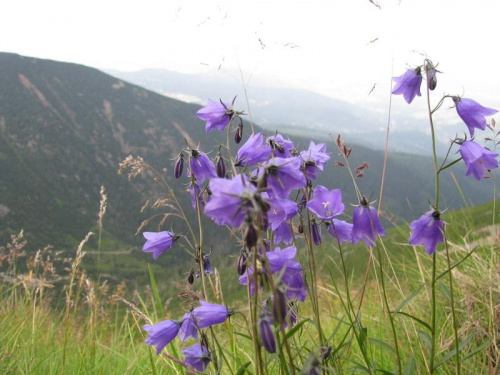 Dzwoneczki #góry #Karpacz #Śnieżka #Karkonosze #przyroda #kwiaty