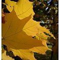 #przyroda #jesień #drzewo #kolory #liście #złota