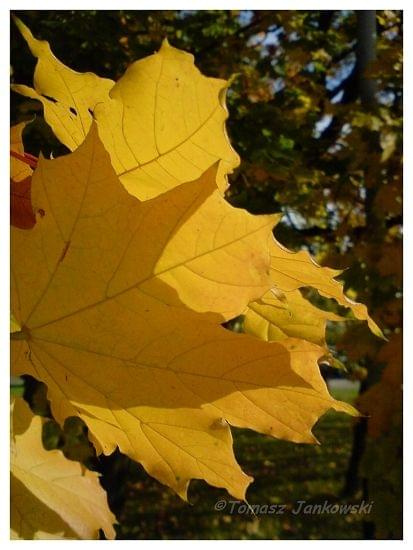 #przyroda #jesień #drzewo #kolory #liście #złota